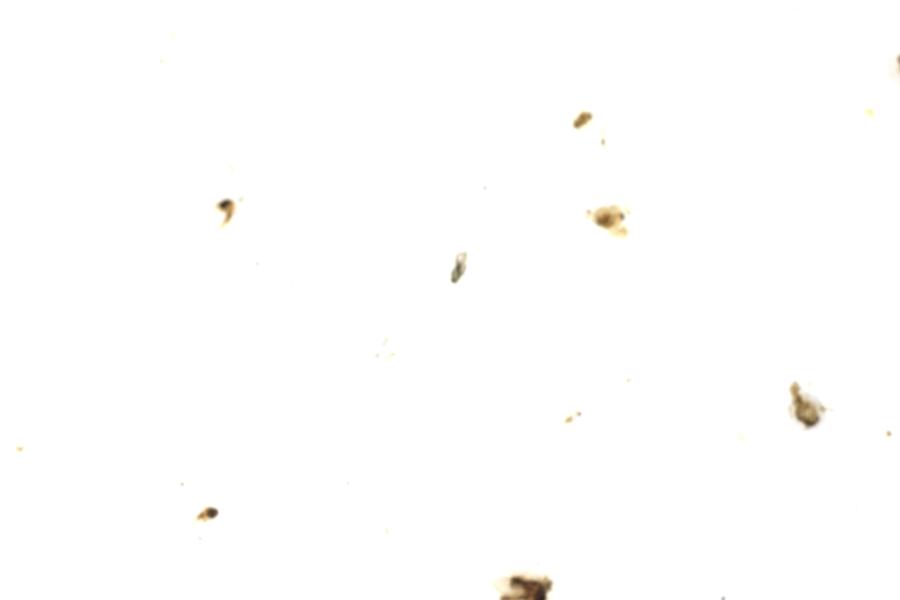 Image 71